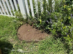 Weeding by Trae Tindall for Jane D. in Round Rock, TX