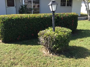 Bush Trimming by Heath Jensen for Mindy R. in Clearwater, FL