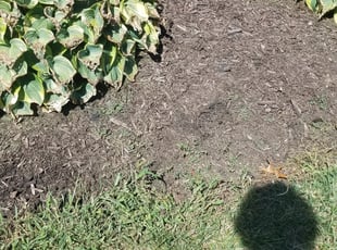 Weeding by Larry Mulhall for James S. in Woodbridge, VA