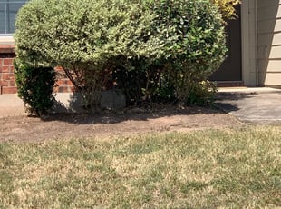 Bush Trimming by Justin Stultz for Tamar B. in Hutto, TX
