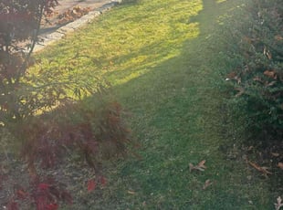 Emilie W.'s Lawn Mowing Service service result