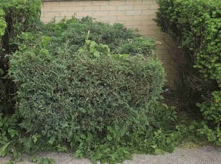 Bush Trimming by Robert Dowdy for Irina N. in Milwaukee, WI