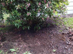 Leaf Removal by Robert Mcdermaid for connie p. in Renton, WA