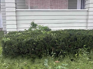 Bush Trimming by Travis Harmon for Nikia J. in Indianapolis, IN