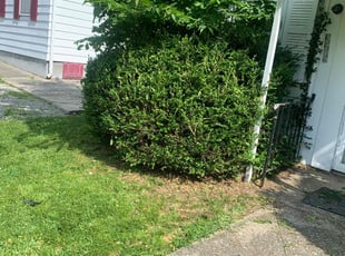 Bush Trimming by Marquan Jones for Shamari R. in Dayton, OH