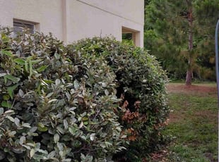 Bush Trimming by Paul Ney for Felicia J. in New Port Richey, FL