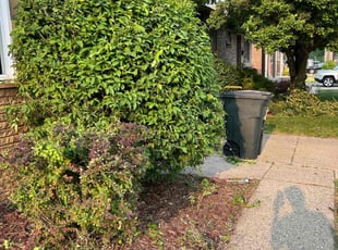 Bush Trimming by Lakeworth Landscape for Jacqueline C. in St. Clair Shores, MI