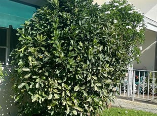 Bush Trimming by Charles Walton for Julia L. in Lake Worth, FL