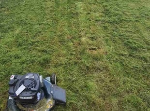 Andrea N.'s Lawn Service service result