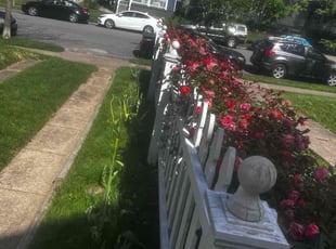 Bush Trimming by James Abernathy for Stephanie B. in Cincinnati, OH
