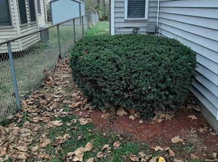 Bush Trimming by Robert Pace for Michael H. in Indianapolis, IN