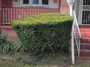 Bush Trimming by Allan Roberts for Michelle S. in Washington, DC