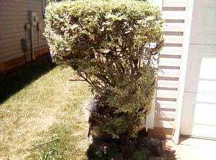 Bush Trimming by Xavier Monroe for Natasha W. in Charlotte, NC