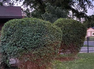 Bush Trimming by Jessie Revilla Sanchez for Cassandra E. in Oklahoma City, OK