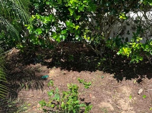 Weeding by Mila Boza for Debbie S. in Minneola, FL