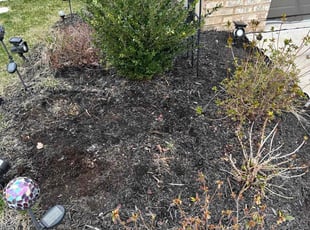 Weeding by Edgar Elmore for Keith . in Dumfries, VA