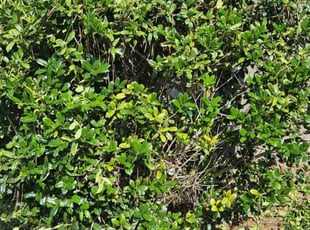 Bush Trimming by Jason Hughes for Dr. Leslie Carl C. in Savannah, GA