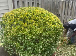 Bush Trimming by Bryan Maximin for Kevin O. in Wilmington, NC