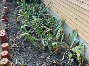 Weeding by Dimas Lopez for Carla C. in Glen Burnie, MD