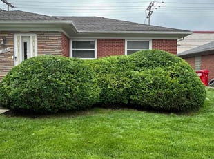 Bush Trimming by Steve Bergman for Shawn F. in Eastpointe, MI