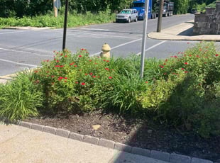 Cleanups by Nikita Rivera for Vincent H. in Catasauqua, PA