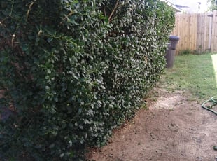 Bush Trimming by Gralin Johnson for Hillard J. in Fort Worth, TX