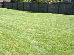 Natacha R.'s Lawn Mowing Service service result