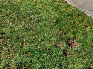 Leaf Removal by Crystal Hathaway for Terrance W. in Abingdon, MD