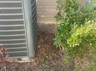 Bush Trimming by Mario Giallombardo for Pamela H. in Stonehouse, VA