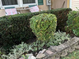 Bush Trimming by MJose Rolando Villeda for Lisa B. in Frederick, MD