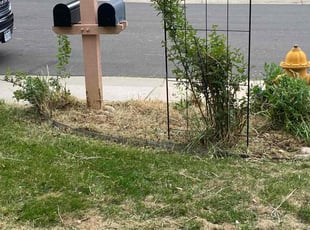 Cleanups by Sebastian Heinrich for Sue H. in Parker, CO
