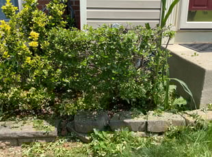 Bush Trimming by Antwone Hooper for Zenola S. in Owings Mills, MD