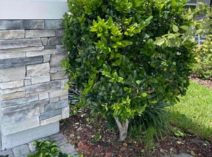 Bush Trimming by Vee Primus for Malik C. in Jacksonville, FL