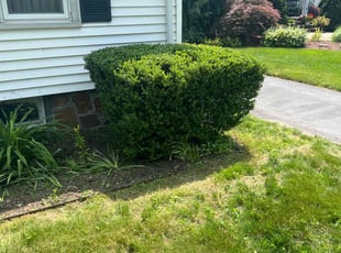 Bush Trimming by Arcadio Reyes for Sharon Y. in New Britain, CT
