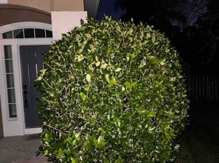 Bush Trimming by Darnell Hardy for Rob C. in Jacksonville, FL