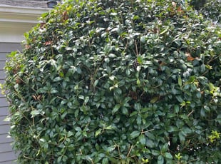 Bush Trimming by Julius Snipes for Robert A. in Riverdale, GA