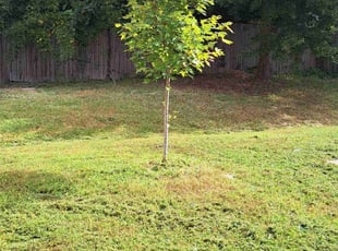 Cleanups by Brian Ziegler for Erin A. in Raleigh, NC