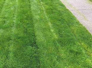 Amy M.'s Lawn Maintenance service result