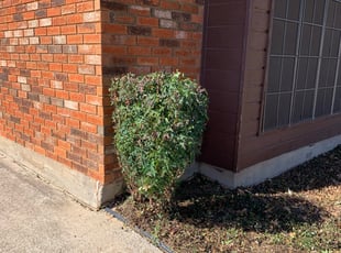 Bush Trimming by Joshua Hensley for BRENT P. in Bedford, TX