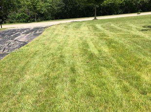 Ellie H.'s Lawn Mowing service result