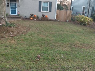Leaf Removal by Tyrone Wilkins for Julia K. in Silver Spring, MD