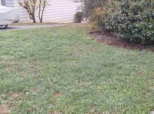 Leaf Removal by Rómulo González for Rachel L. in Arlington, VA