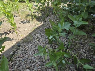 Weeding by Alexander felipe Viloria rodriguez for Courtney L. in Parker, CO
