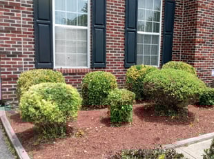 Bush Trimming by Amber Fuentes for Victor H. in Bowie, MD