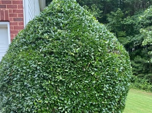 Bush Trimming by Roger Smith for Douglas W. in Acworth, GA