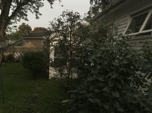 Bush Trimming by Kema Ndebay for Patti B. in Syracuse, NY