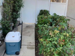Bush Trimming by Mario Monje for Jeffrey F. in Murrieta, CA