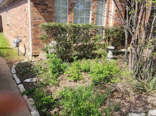 Bush Trimming by Gerome Randle for Michael R. in Mansfield, TX