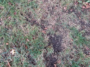 Aeration by Tim Kirkpatrick for Morgan E. in Lee's Summit, MO