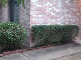 Bush Trimming by Geovanni Vargas for Britoni G. in Austin, TX